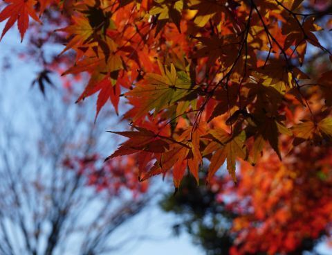 DSC06547.jpg
